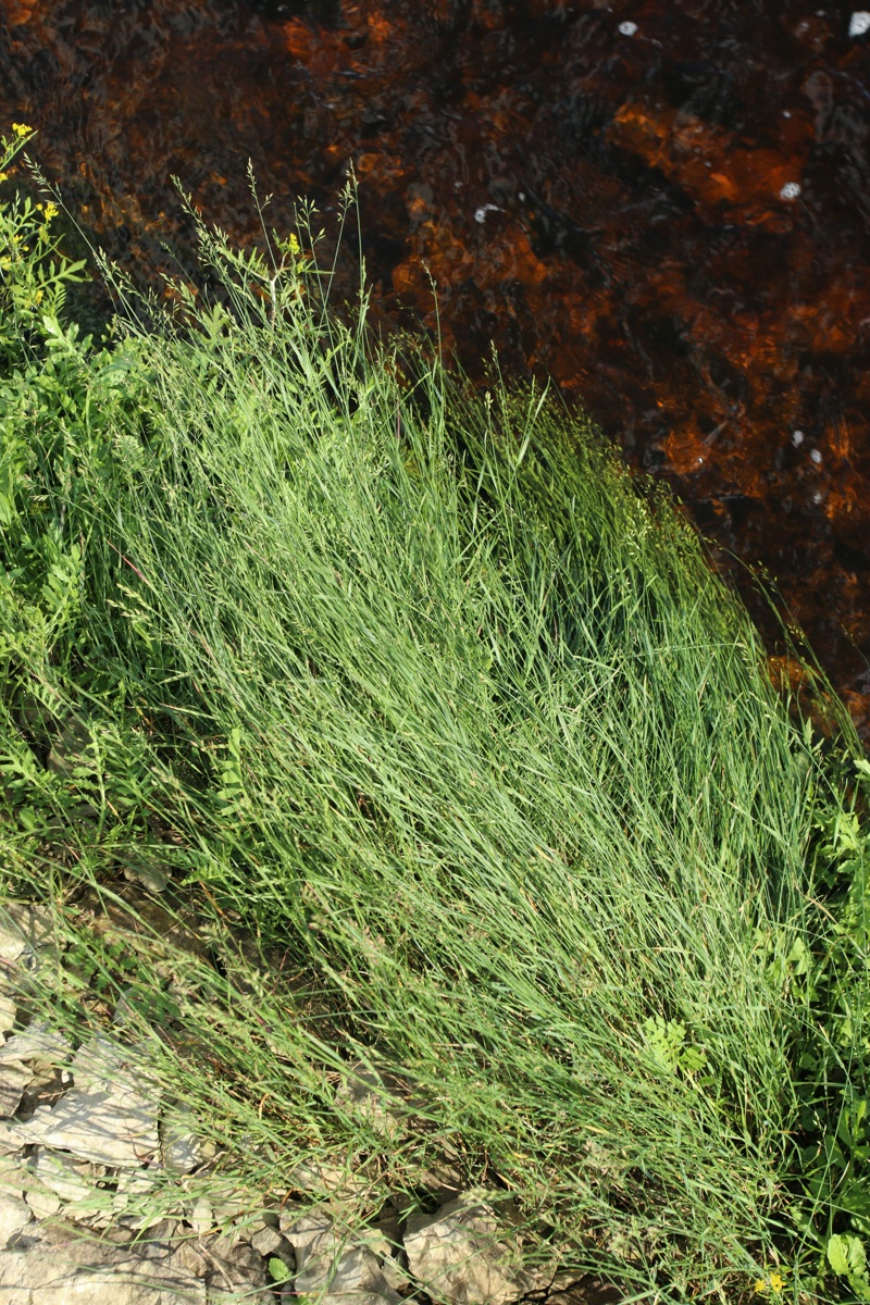 Image of genus Poa specimen.