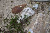 Tripleurospermum caucasicum. Расцветающее растение. Кабардино-Балкария, Эльбрусский р-н, западная часть котловины оз. Донгуз-Орун, осушенный участок озера. 18 июня 2025 г.