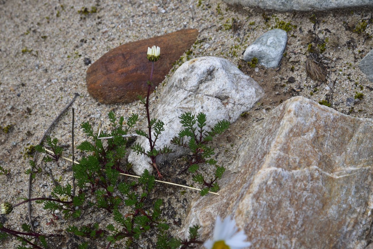 Изображение особи Tripleurospermum caucasicum.