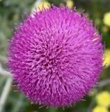 Image of taxon representative. Author is Григорий Токарев