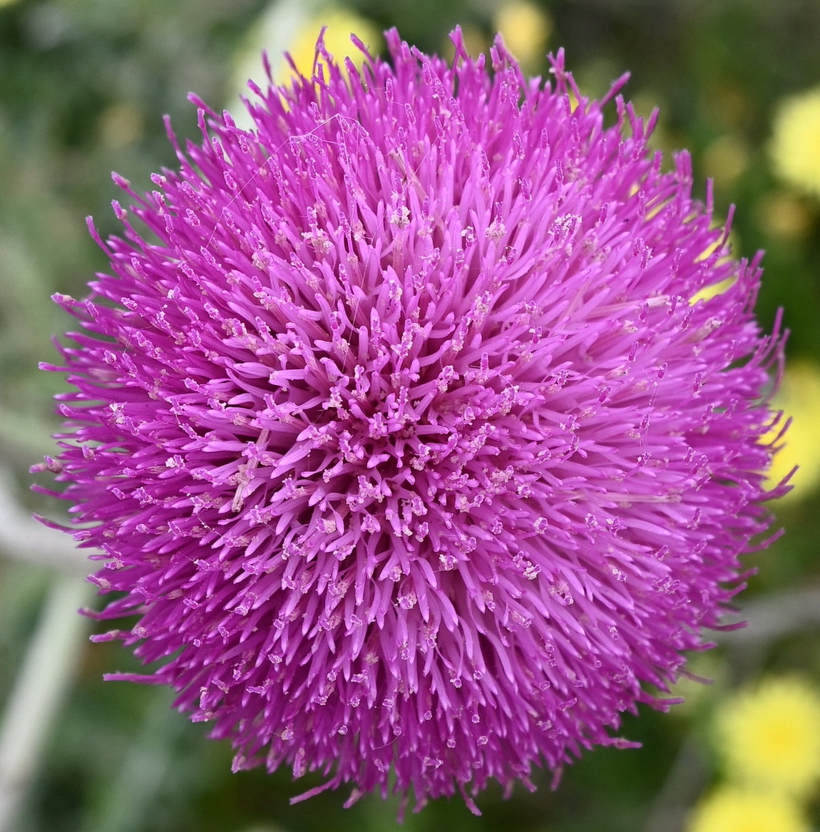Image of Carduus uncinatus specimen.