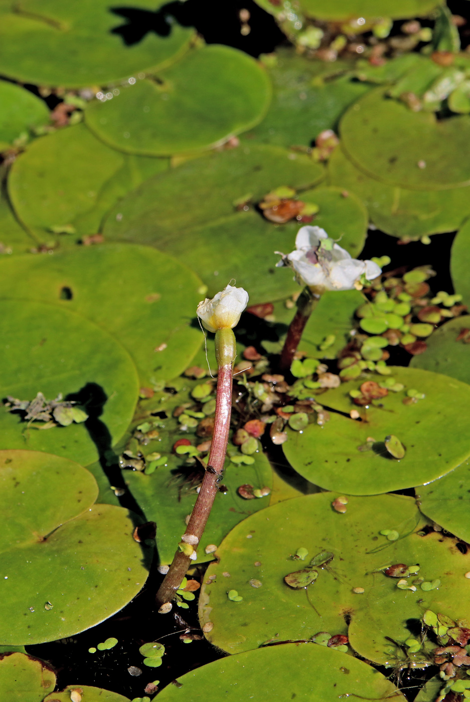 Image of Hydrocharis morsus-ranae specimen.