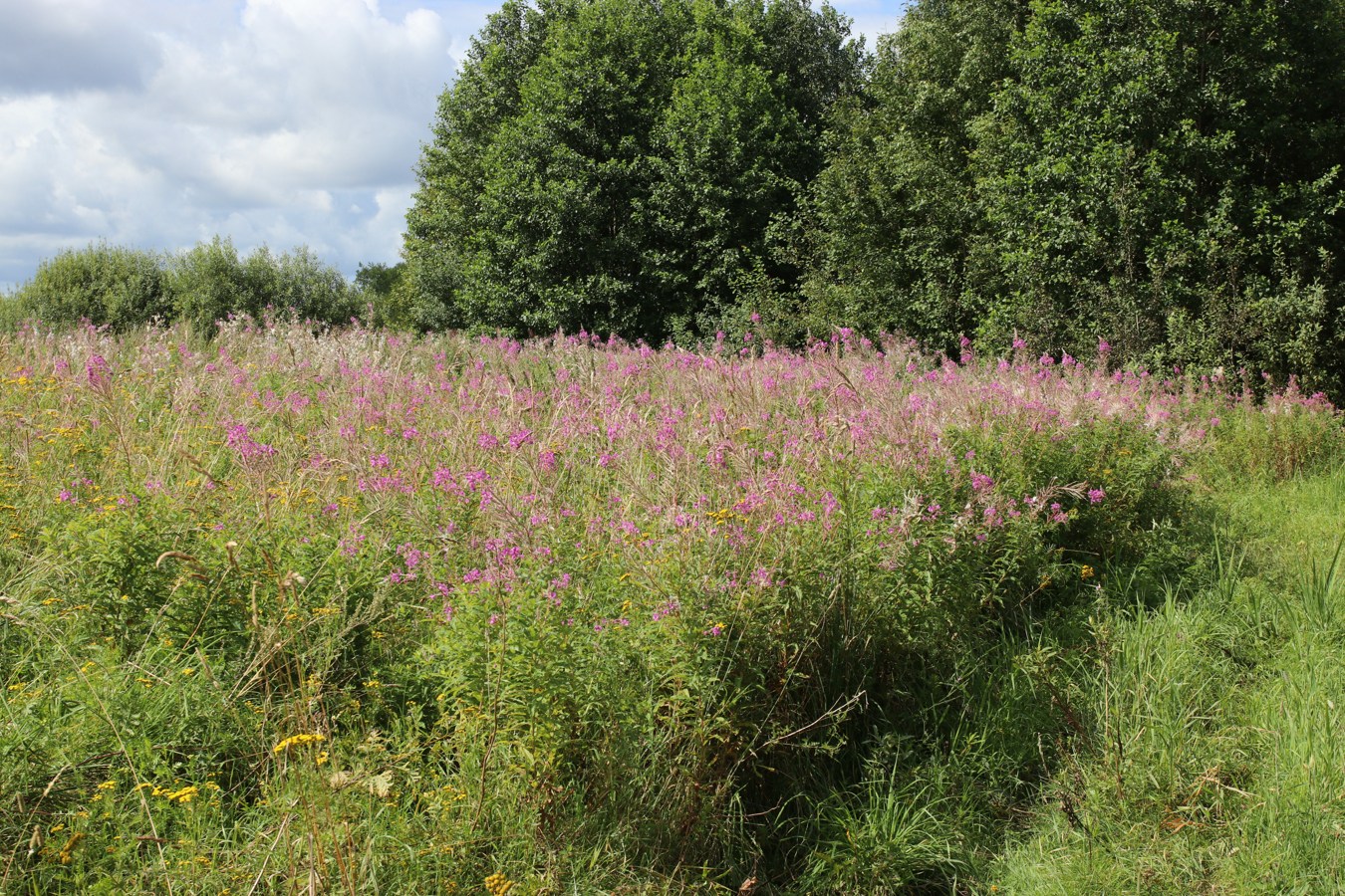 Изображение особи Chamaenerion angustifolium.