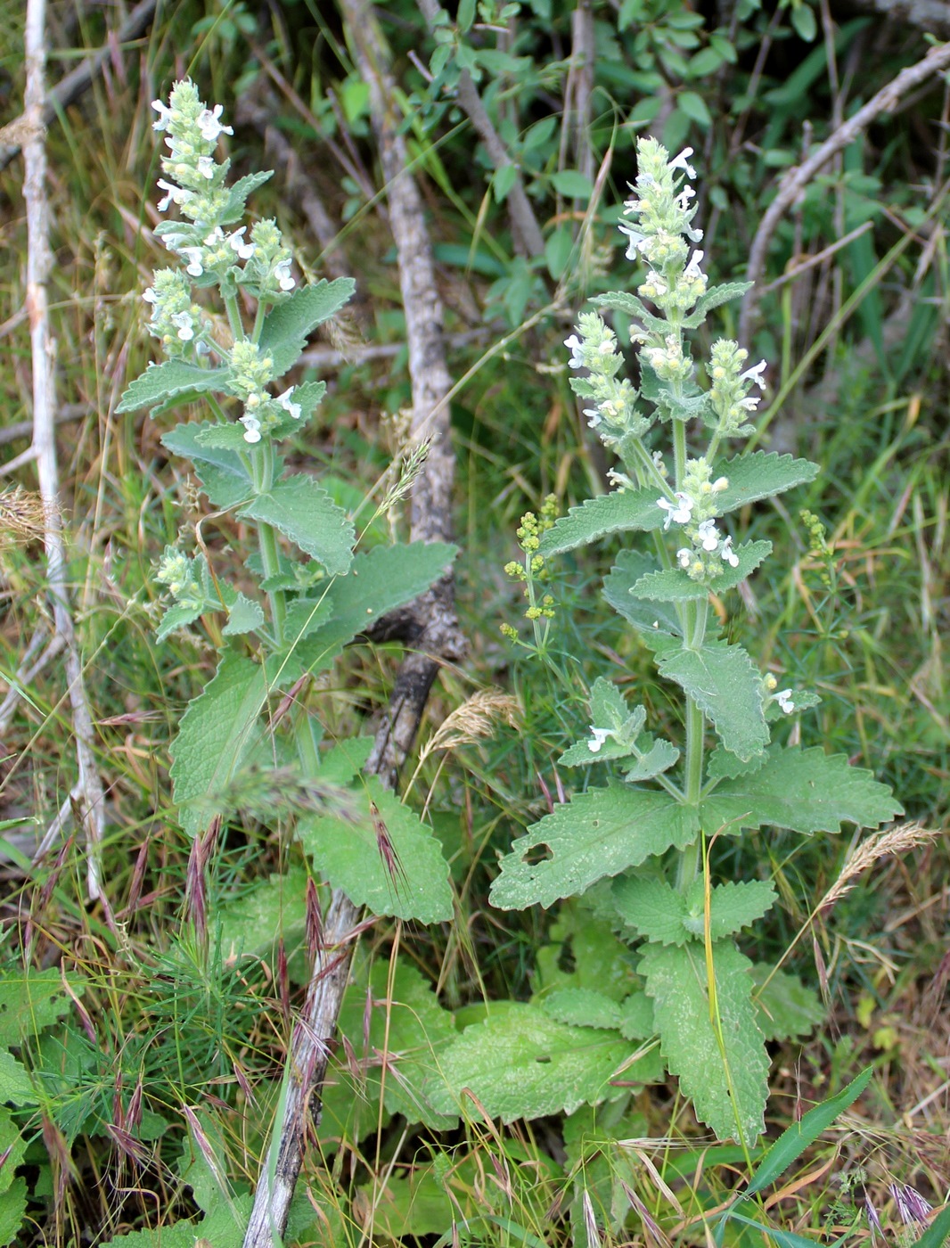 Image of Nepeta sintenisii specimen.