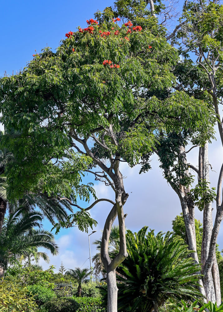 Изображение особи Spathodea campanulata.