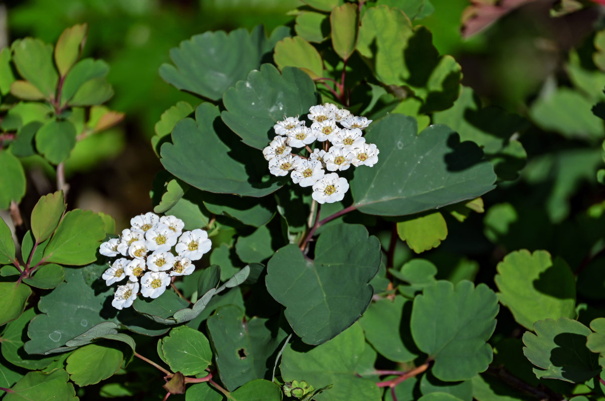 Изображение особи Spiraea blumei.