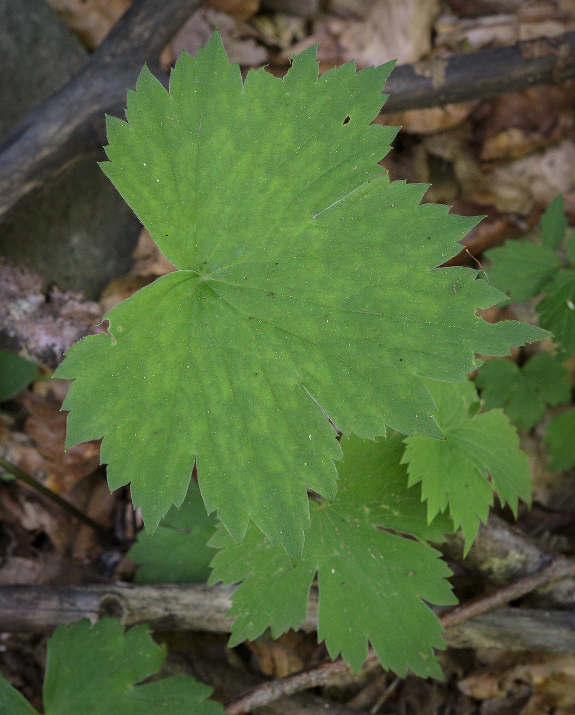 Image of genus Ranunculus specimen.