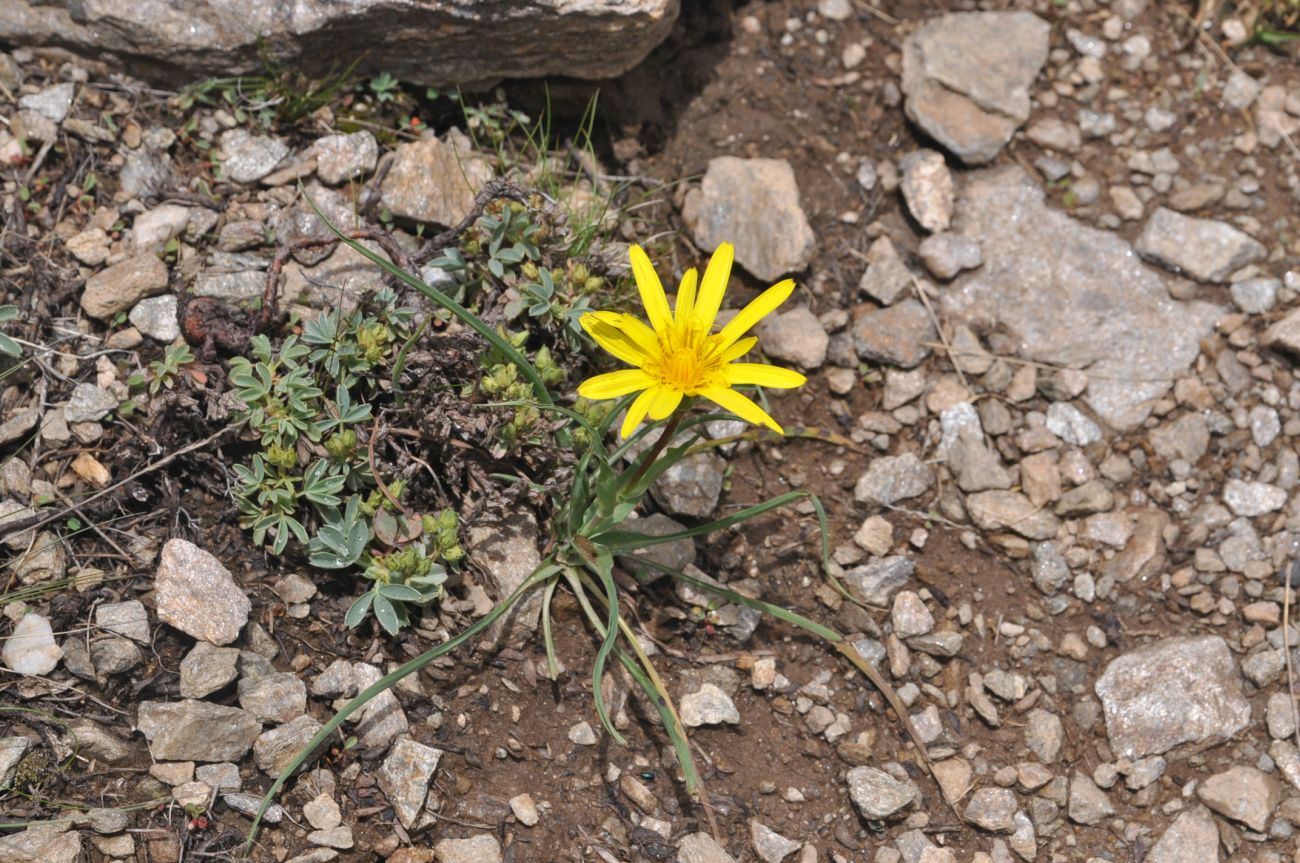 Изображение особи род Tragopogon.