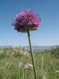 Allium sewerzowii