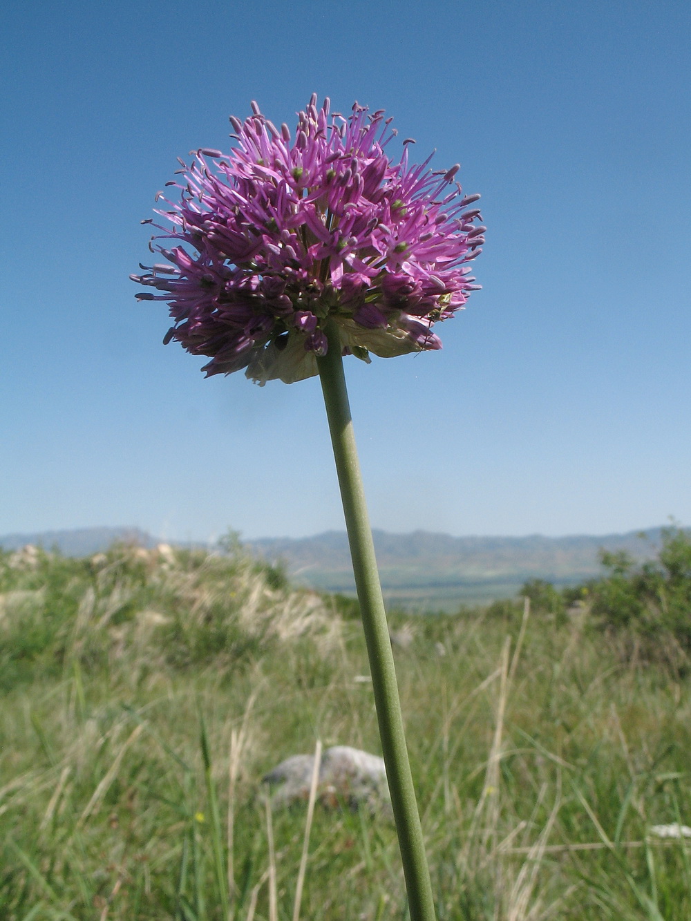 Image of Allium sewerzowii specimen.