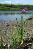 Allium schoenoprasum. Цветущее растение на берегу реки. Чукотка, Чаунская низм., р. Пинейвеем басс р. Тьэюкууль, 22.07.2005.