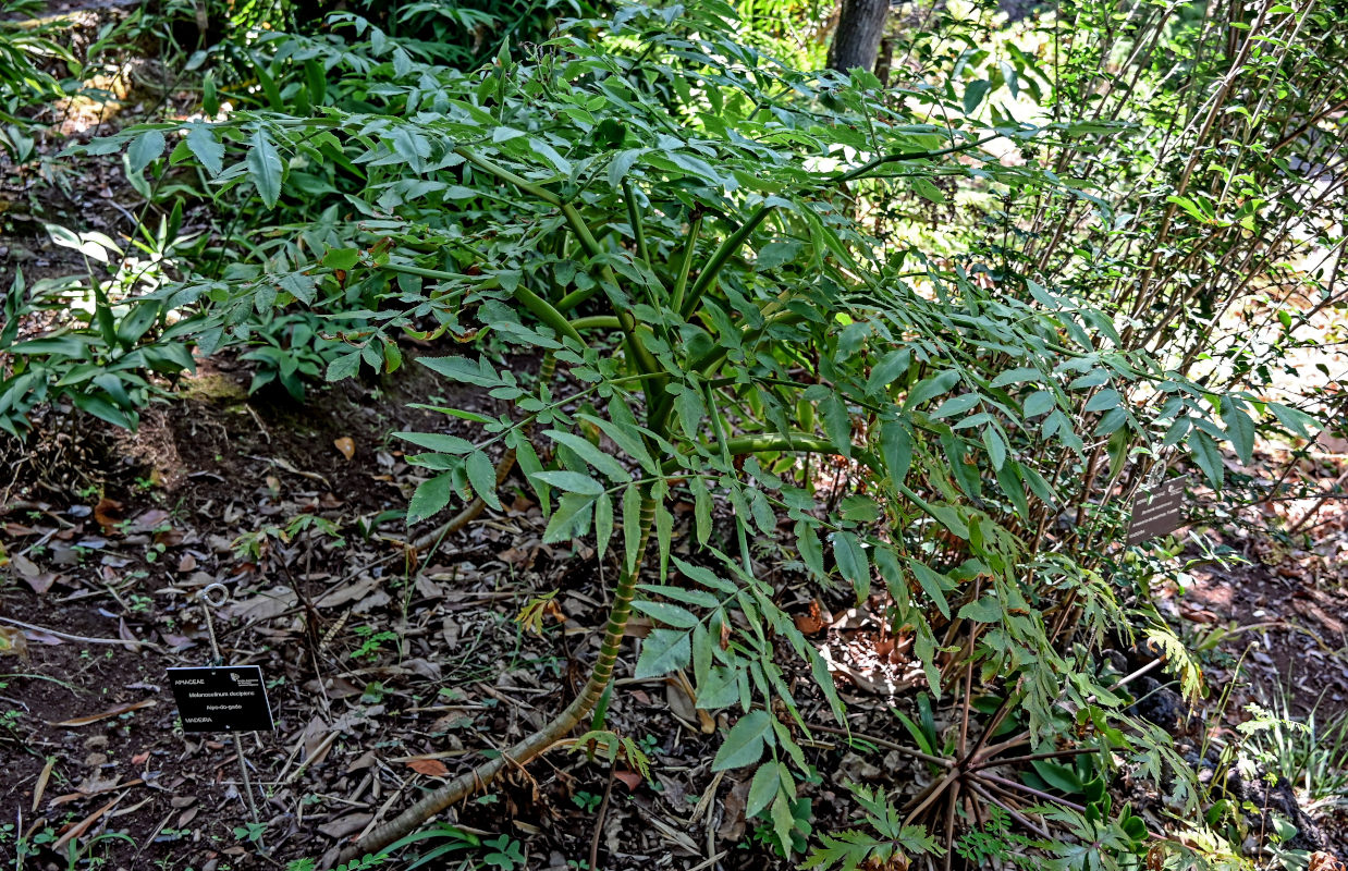 Изображение особи Daucus decipiens.