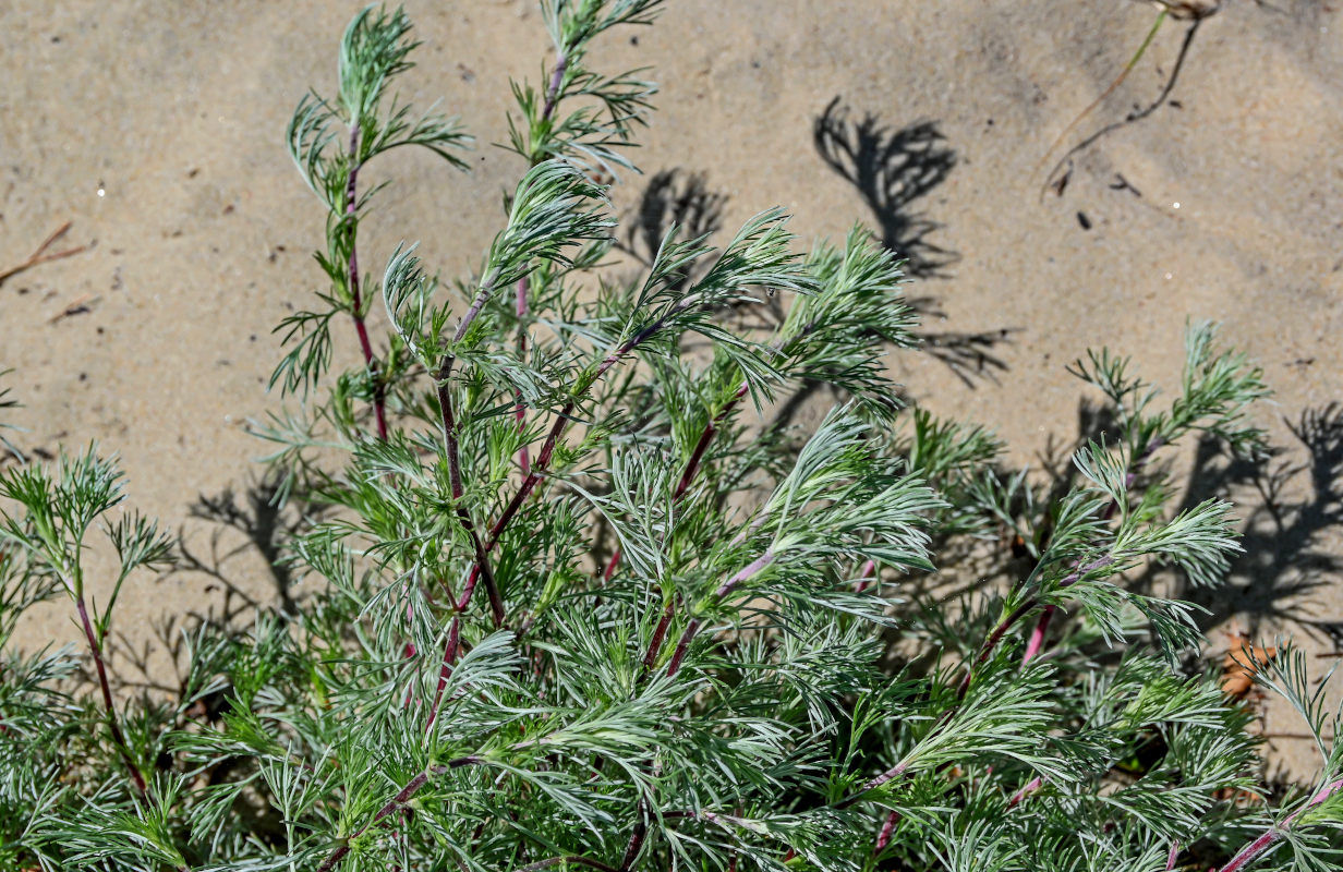 Изображение особи Artemisia campestris.