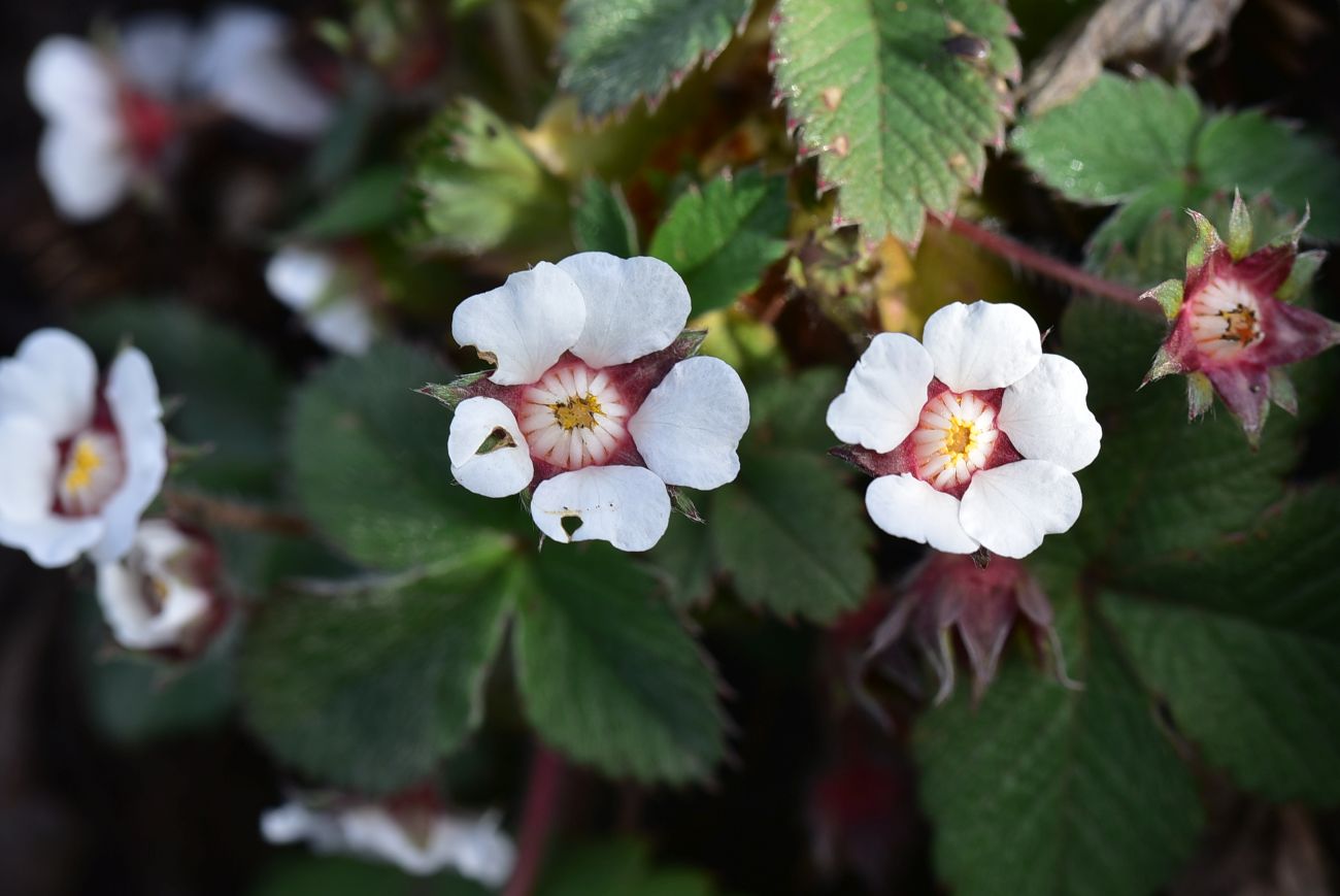 Image of Potentilla micrantha specimen.