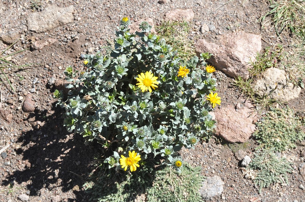 Image of genus Grindelia specimen.