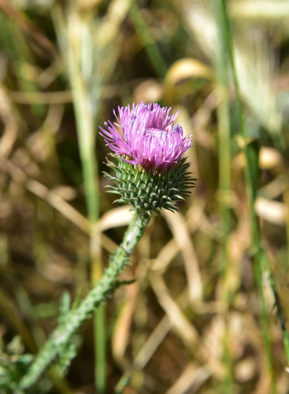 Image of genus Carduus specimen.