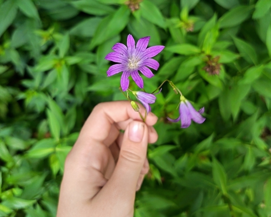 Изображение особи Campanula patula.