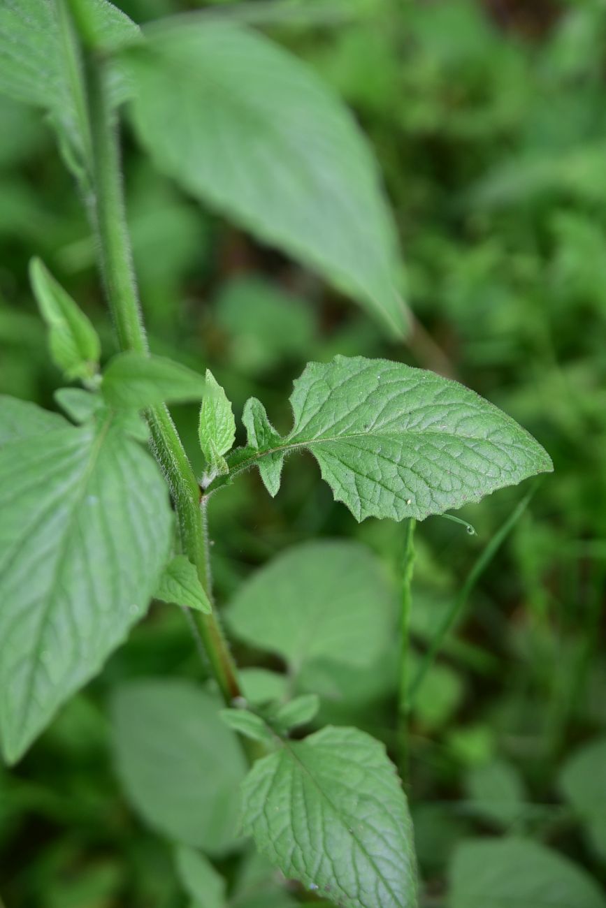 Image of Unknown species specimen.