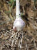Allium caeruleum