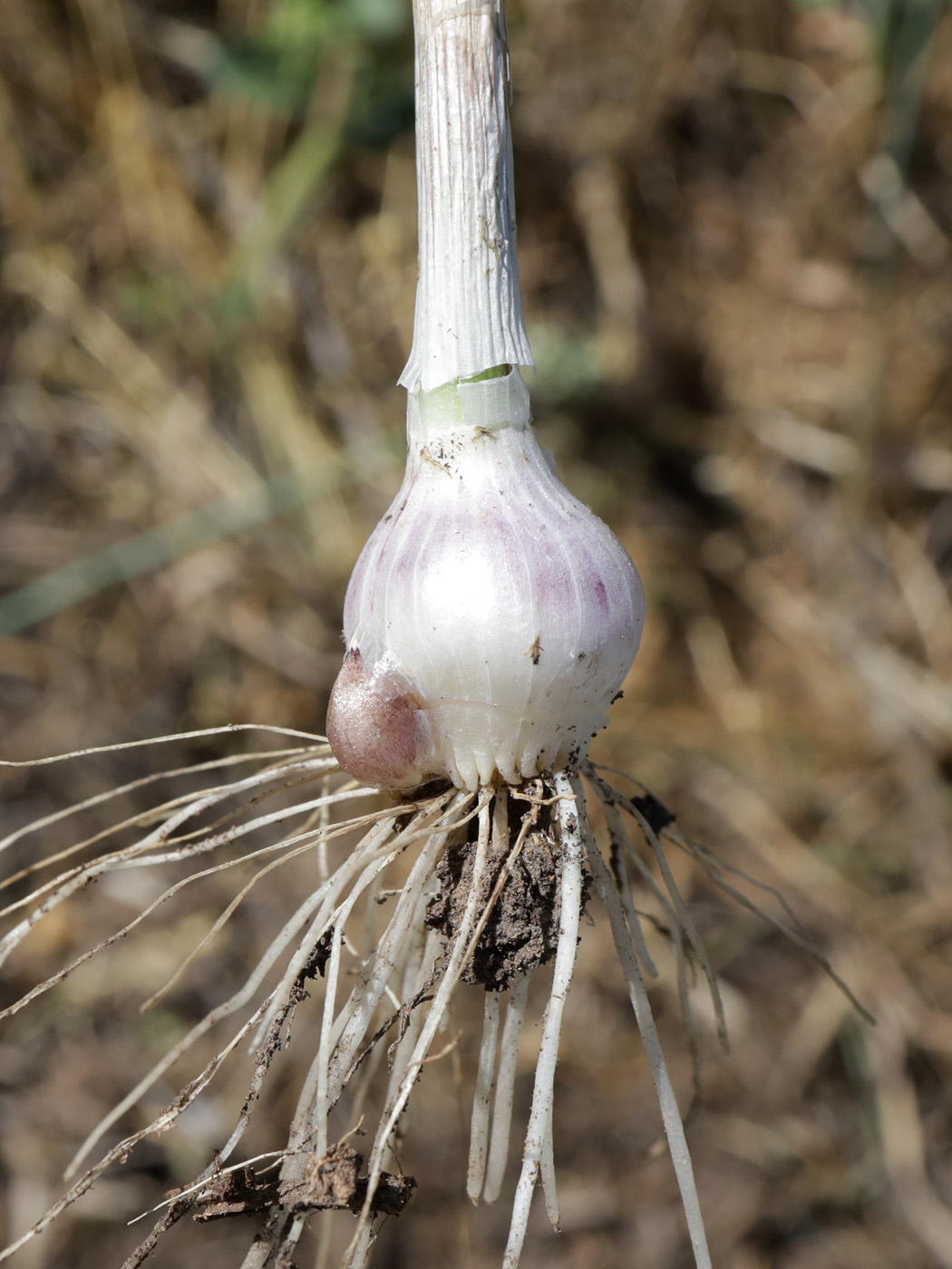 Image of Allium caeruleum specimen.