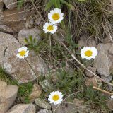Tripleurospermum caucasicum