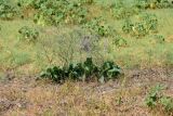 genus Limonium. Цветущее и зацветающее растения. Астраханская обл., Володарский р-н, окр. с. Ямное, ООПТ \"Бугор Змеиный\", солонцеватый луг. 06.08.2026.