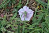 Convolvulus pilosellifolius. Цветок. Турция, ил Артвин, у монастыря Парехи, на скальной полке. 12 июня 2026 г.