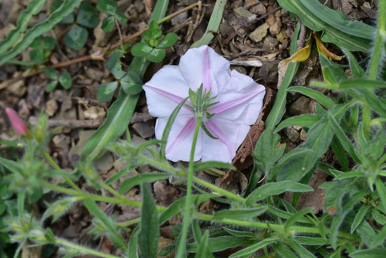 Изображение особи Convolvulus pilosellifolius.