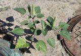Datura wrightii. Молодое бутонизирующее растение. ЛНР, г. Луганск, центральный рынок. 26.09.2026.
