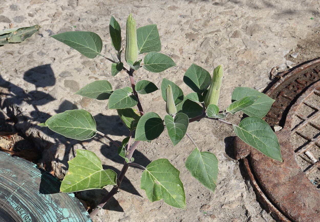 Image of Datura wrightii specimen.