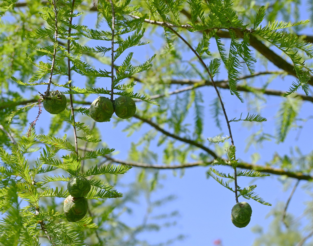 Image of Unknown species specimen.