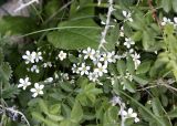 Minuartia kryloviana. Цветущее растение. Кыргызстан, Нарынская обл., Ак-Талинский р-н, 16 км к юго-западу от с. Кош-Дёбё. 2350 м н.у.м., разнотравный луг на каменисто-глинистом склоне. 07.07.2026.