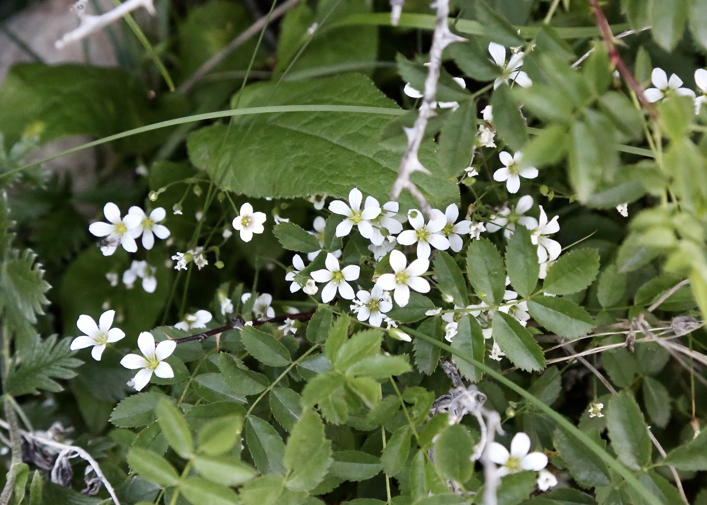 Image of Minuartia kryloviana specimen.
