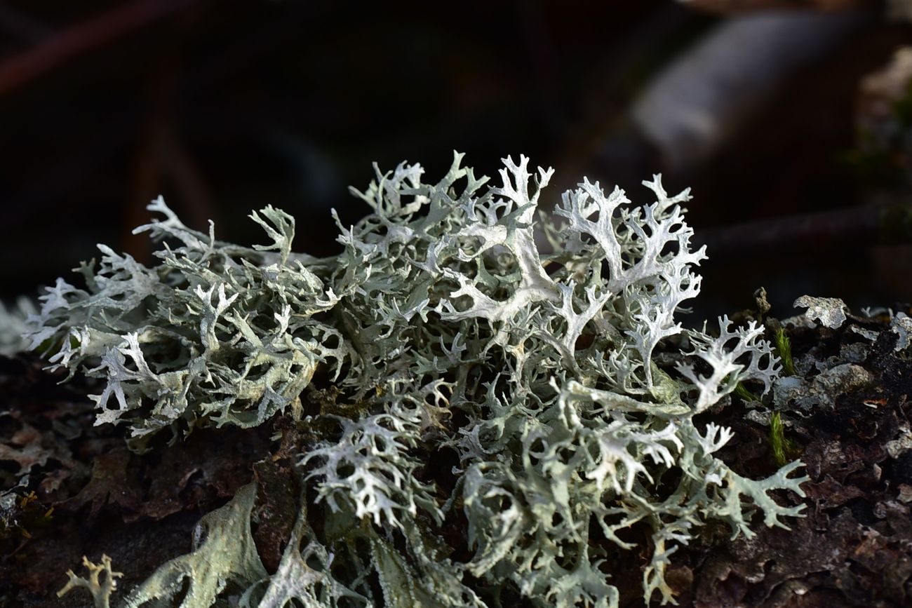 Изображение особи Evernia prunastri.