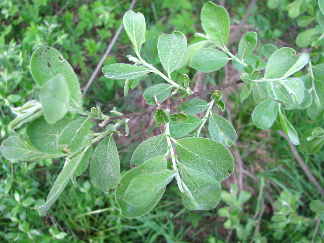 Image of Salix cinerea specimen.