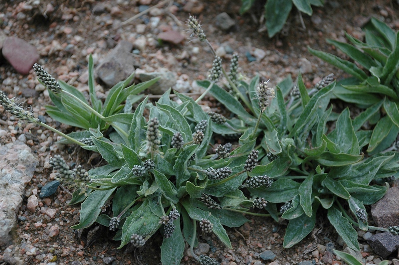 Изображение особи Plantago arachnoidea.