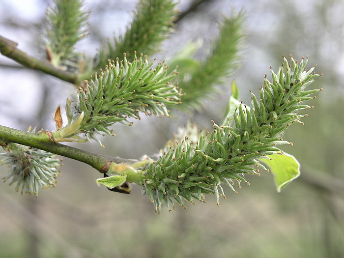 Изображение особи Salix caprea.