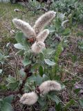 Salix lanata