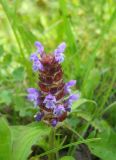 Prunella vulgaris. Соцветие. Новосибирская обл., Искитимский р-н, пгт Линёво. 27 июня 2011 г.
