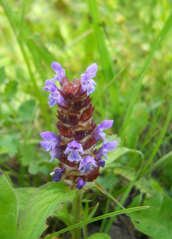 Изображение особи Prunella vulgaris.