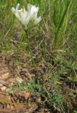Astragalus zingeri
