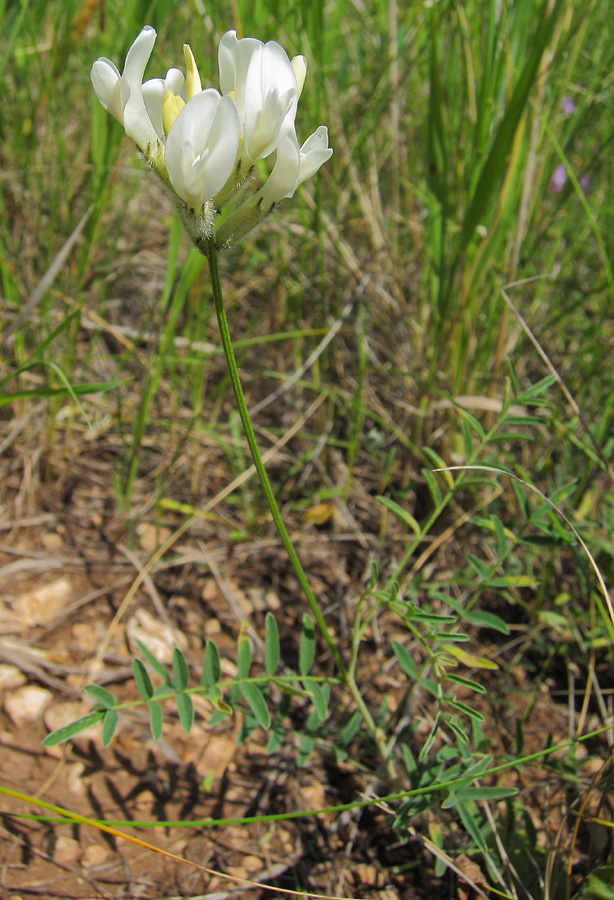 Изображение особи Astragalus zingeri.