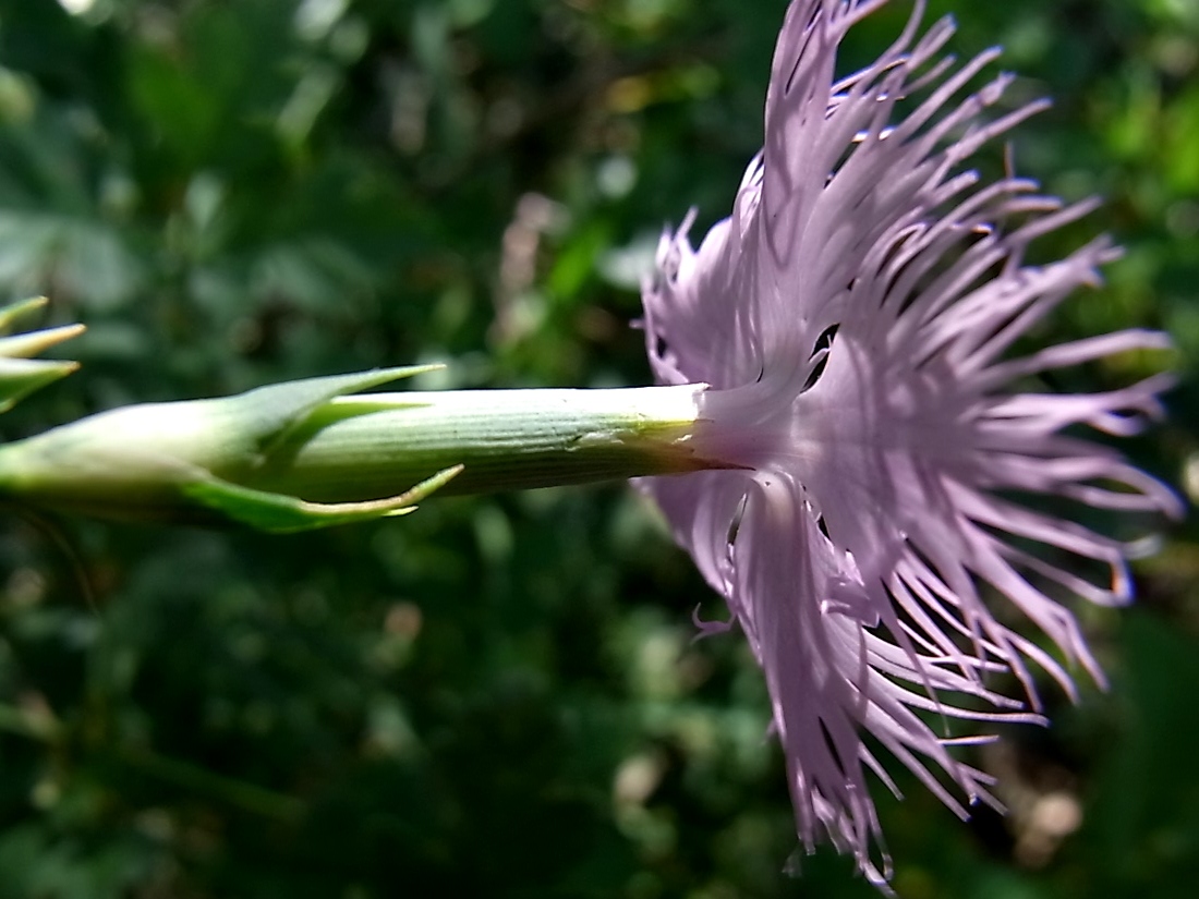 Изображение особи род Dianthus.