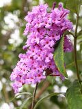 Buddleja davidii. Соцветие. Кавказ, Сочинский р-н, 10 км В пос. Лазаревское, пос. Татьяновка. 29 сентября 2005 г.