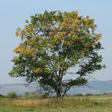 Ulmus laevis. Дерево на заливном лугу. Республика Татарстан, национальный парк \"Нижняя Кама\", Танаевские луга. 30.08.2011.