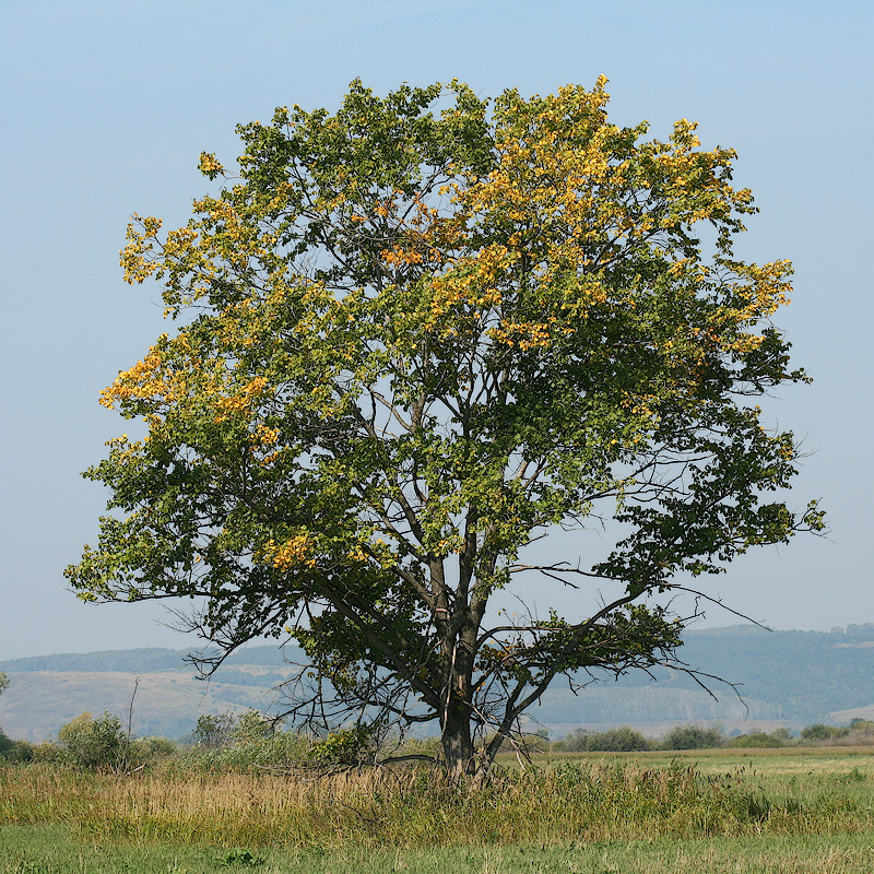 Изображение особи Ulmus laevis.