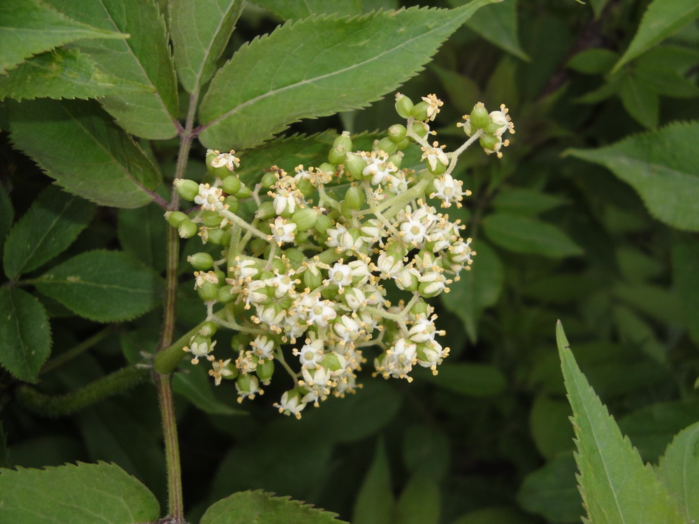 Изображение особи Sambucus tigranii.