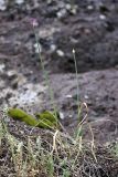 Allium barsczewskii. Расцветающее растение. Таджикистан, Гиссарский хр., ущелье Сингисафат, 1450 м н.у.м. 29.04.2011.