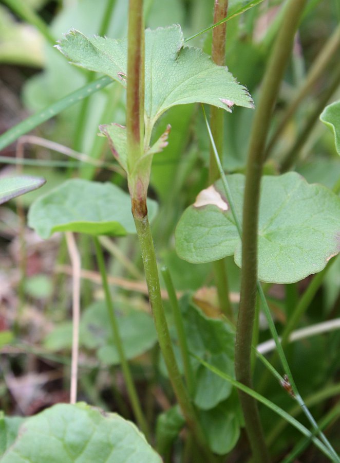 Изображение особи Alchemilla murbeckiana.