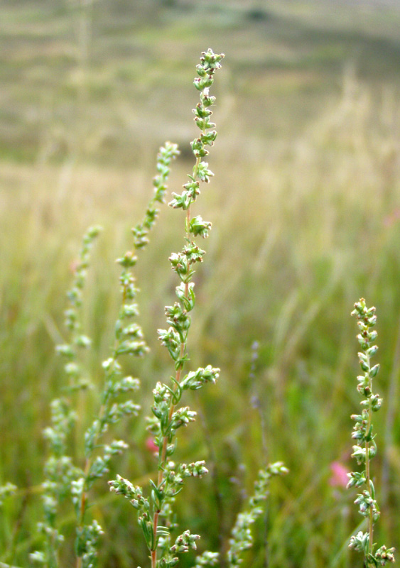 Image of Artemisia marschalliana specimen.